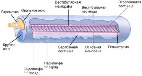 Мембрана овального окна