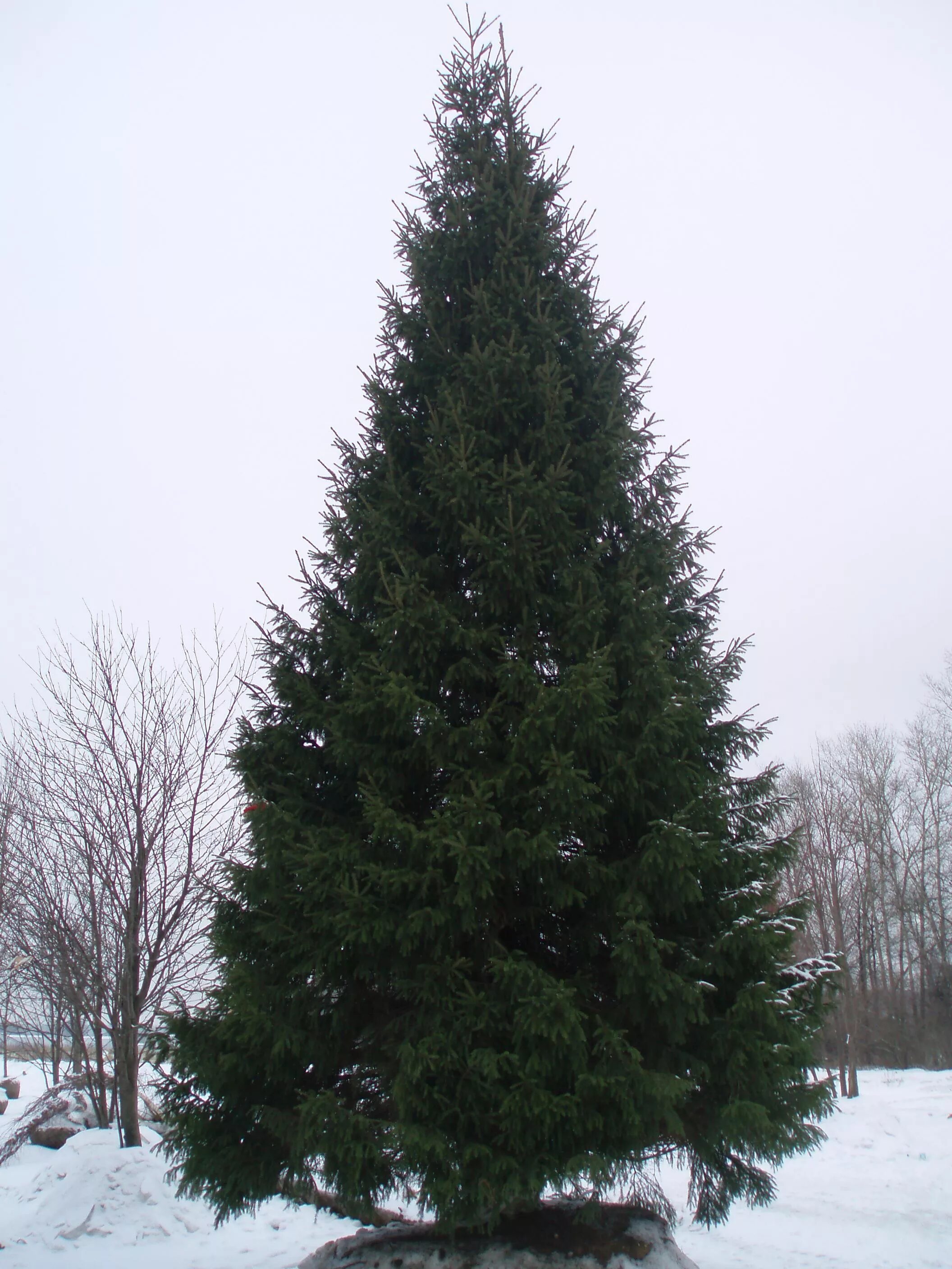 Елей пять одиннадцатых. Сеянцы ель коника. Елочки в лесхозе. Елей пять одиннадцатых. Рост ели и сосны.