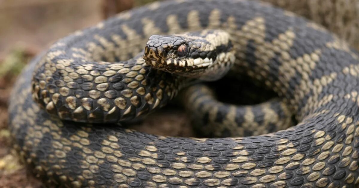 Is there a snake. Adder snake. змеи на бали. змеи32324. adder ащклanimal.