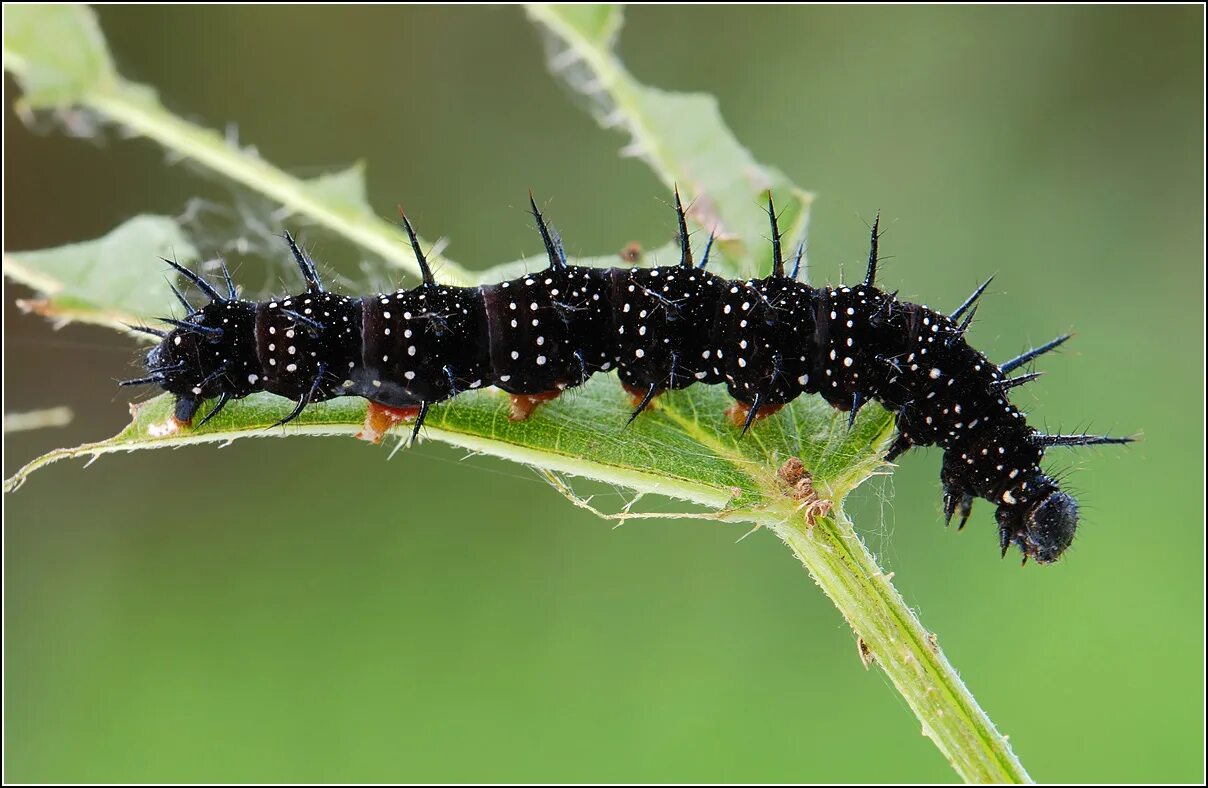 гусеница видео. луговой мотылек гусеница. гусеница бабочки кардинал. гусеница пятнистый апателодес. насекомые гусеница.
