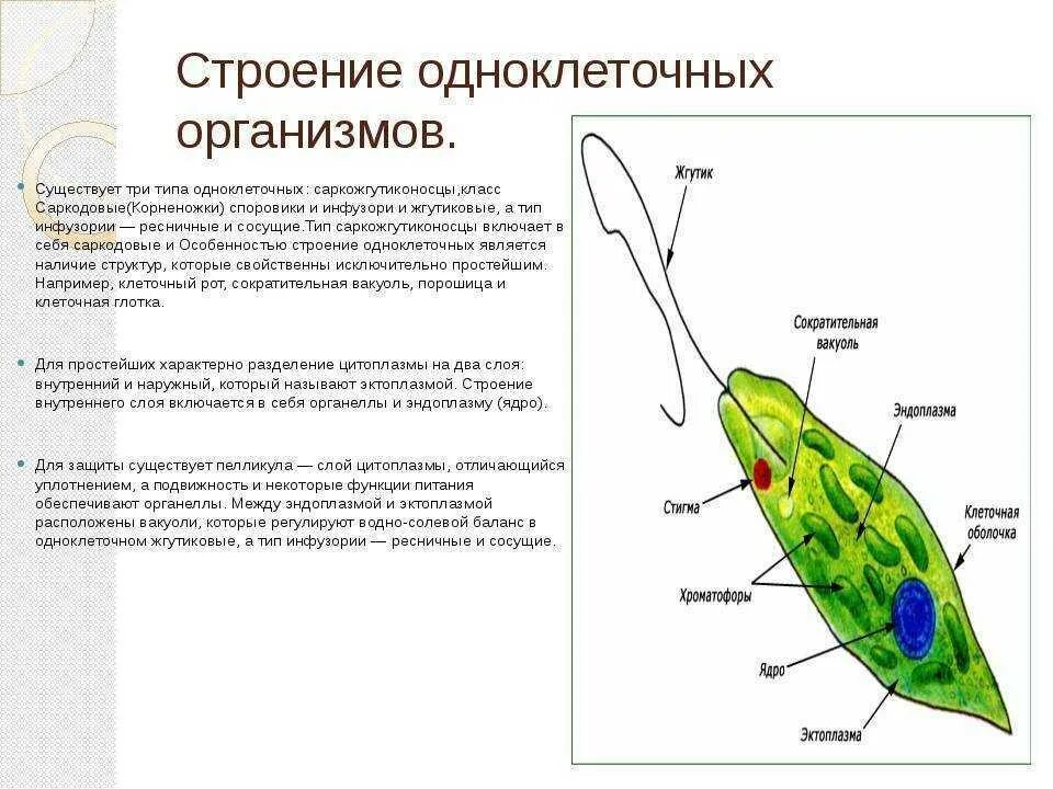 Строение одноклеточных организмов. Строение клетки простейших 7 класс. Одноклеточные организмы строение и функции. Строение и функции одноклеточных животных.