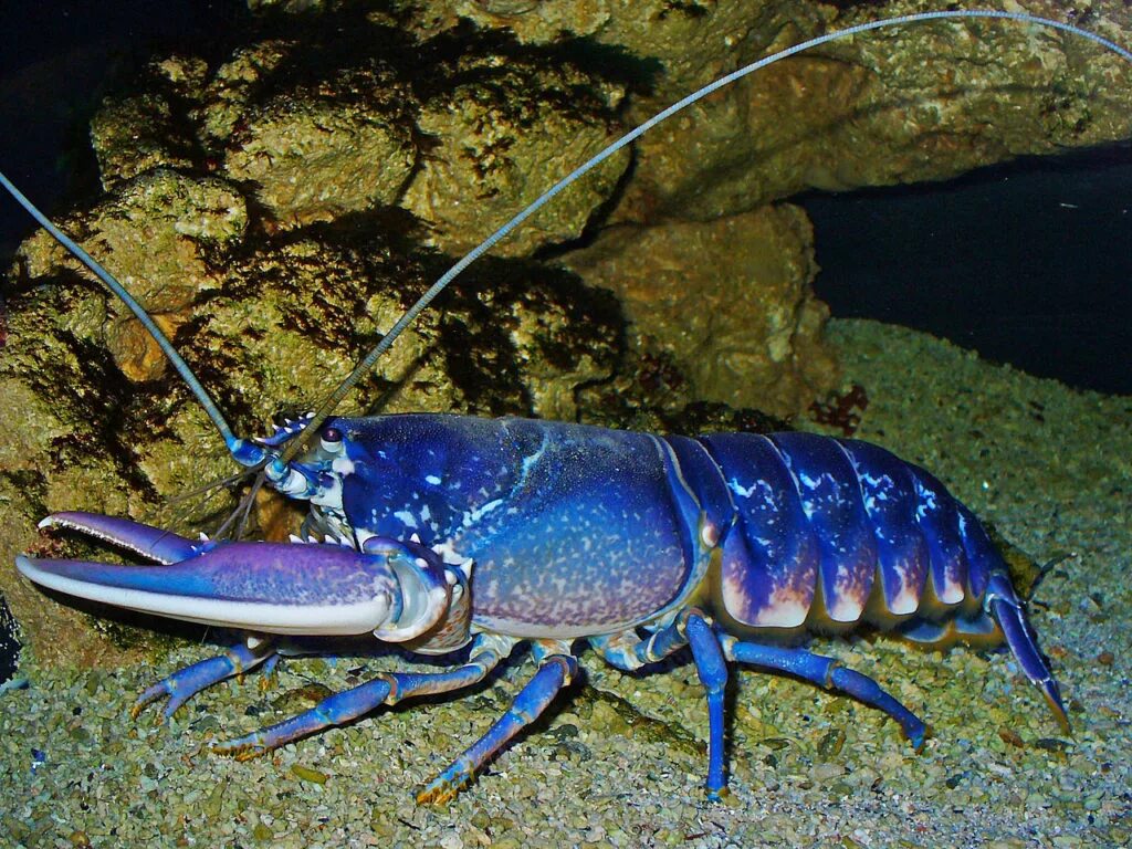 Ракообразные в море