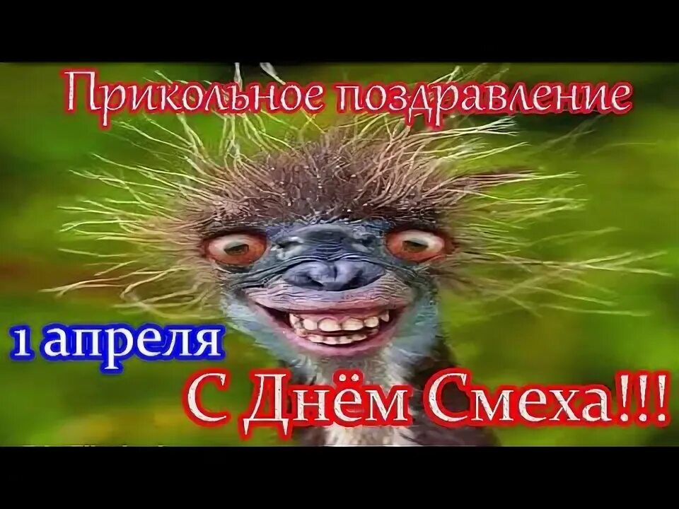 Прикольное видео поздравление идеи. Видео с 1 апреля прикольные. день смеха видео смешное. доброе утро 1 апреля. видео прикольное видео поздравление с днем дурака.