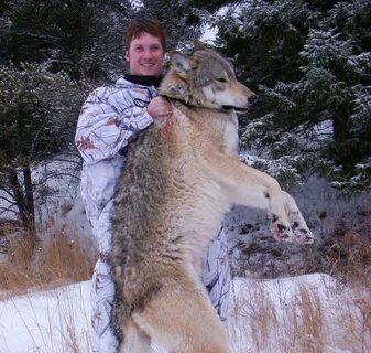 Картинки САМЫЙ КРУПНЫЙ ВИД ВОЛКА 