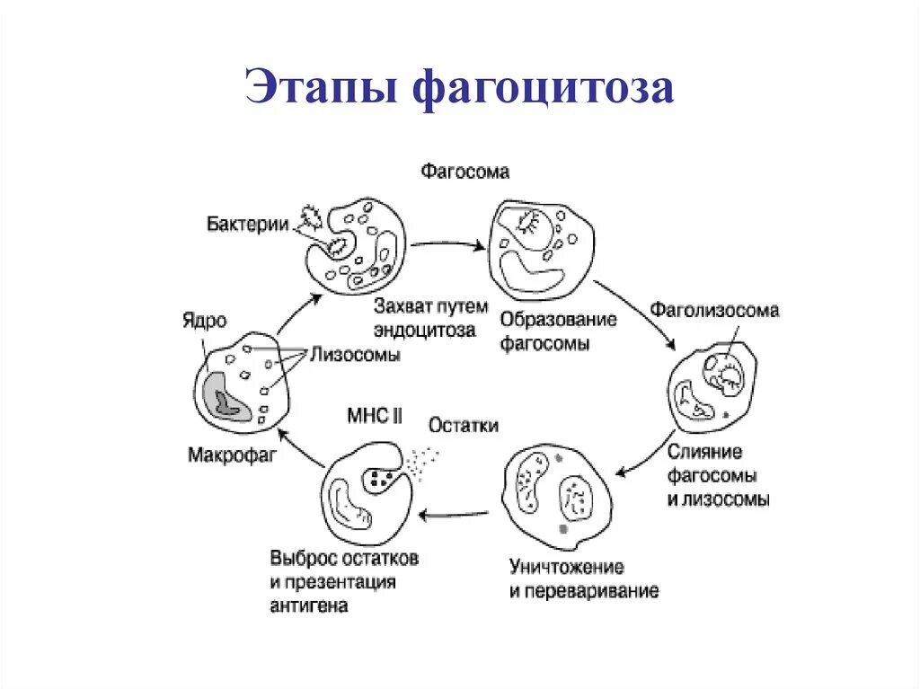 Клеточный фагоцитоз схема. Этапы фагоцитоза схема. Этапы иммунного фагоцитоза. Схема механизма образования иммунитета клеточный фагоцитоз.