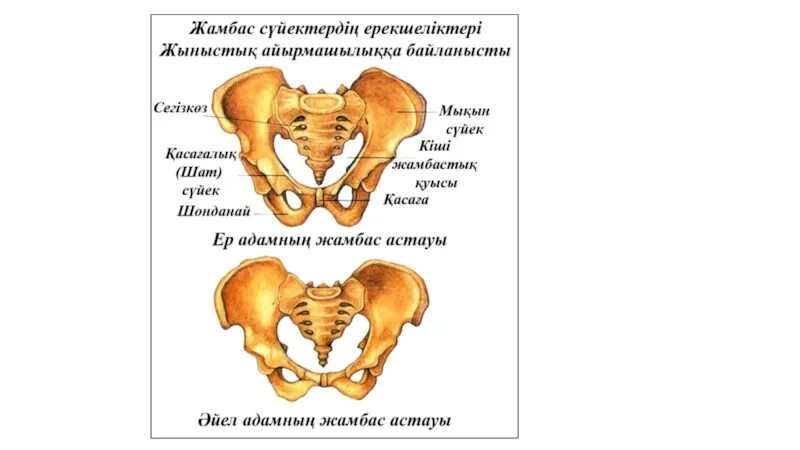 Жамбас