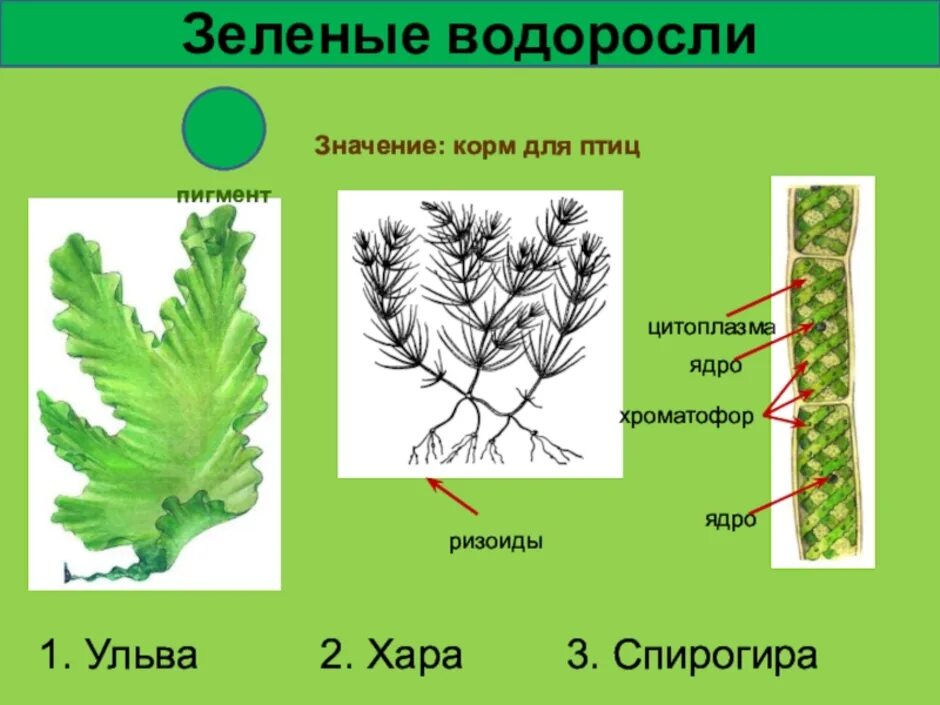 Водоросли имеют ризоиды. Таллом ульвы. Строение водоросли ульвы. Ульва биология. Ульва внешний вид таллома.