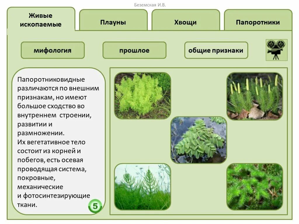 Признаки папоротников хвощей плаунов. Мхи папоротники хвощи плауны. Общая характеристика плауны хвощи папоротники. Мхи папоротники хвощи плауны таблица. Плауны хвощи папоротники таблица.