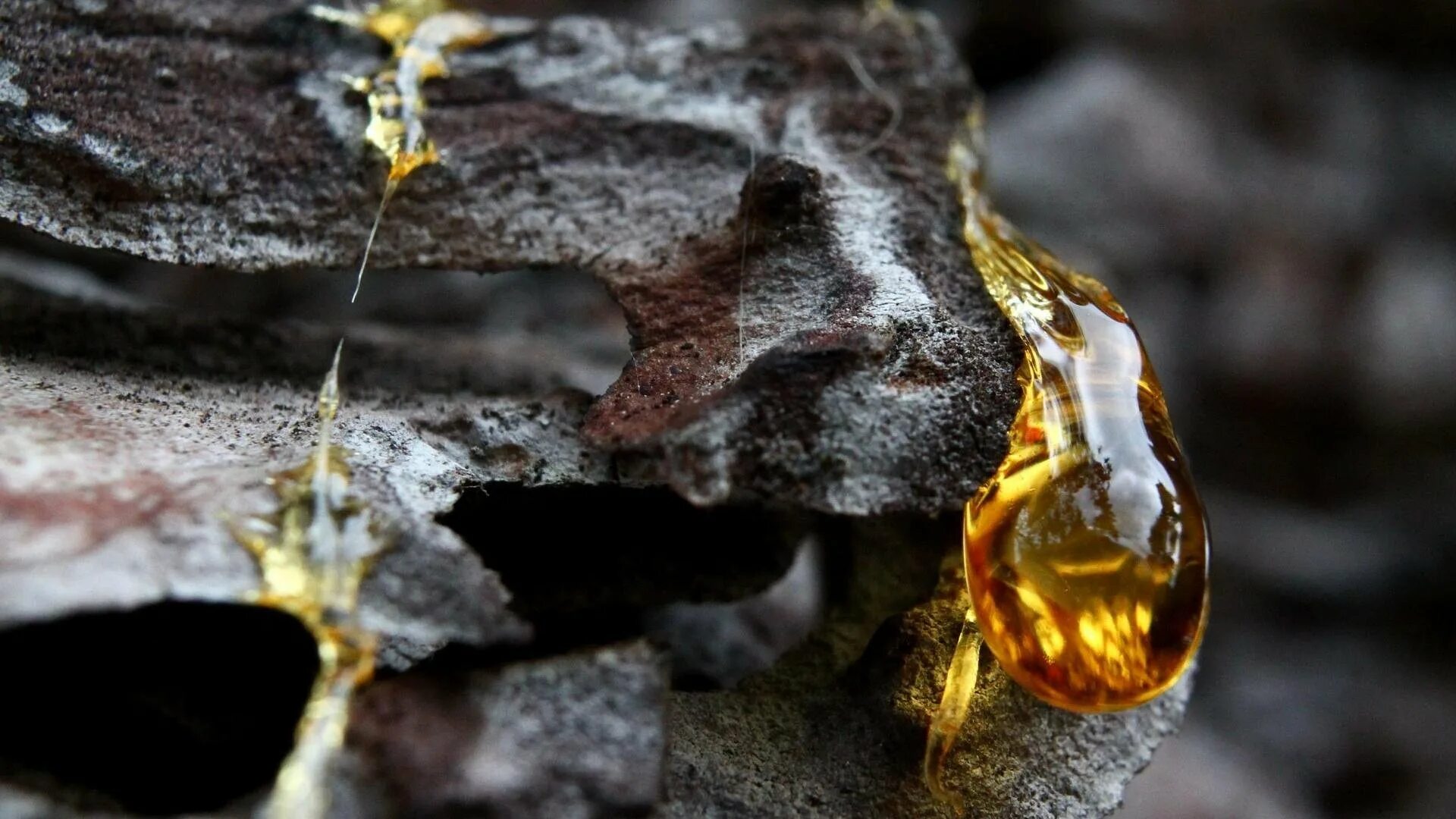 Живица. Янтарь окаменевшая смола хвойных. Янтарь окаменевшая древесная смола). Янтарь насекомые в янтаре. Хвойное дерево смола янтарь.