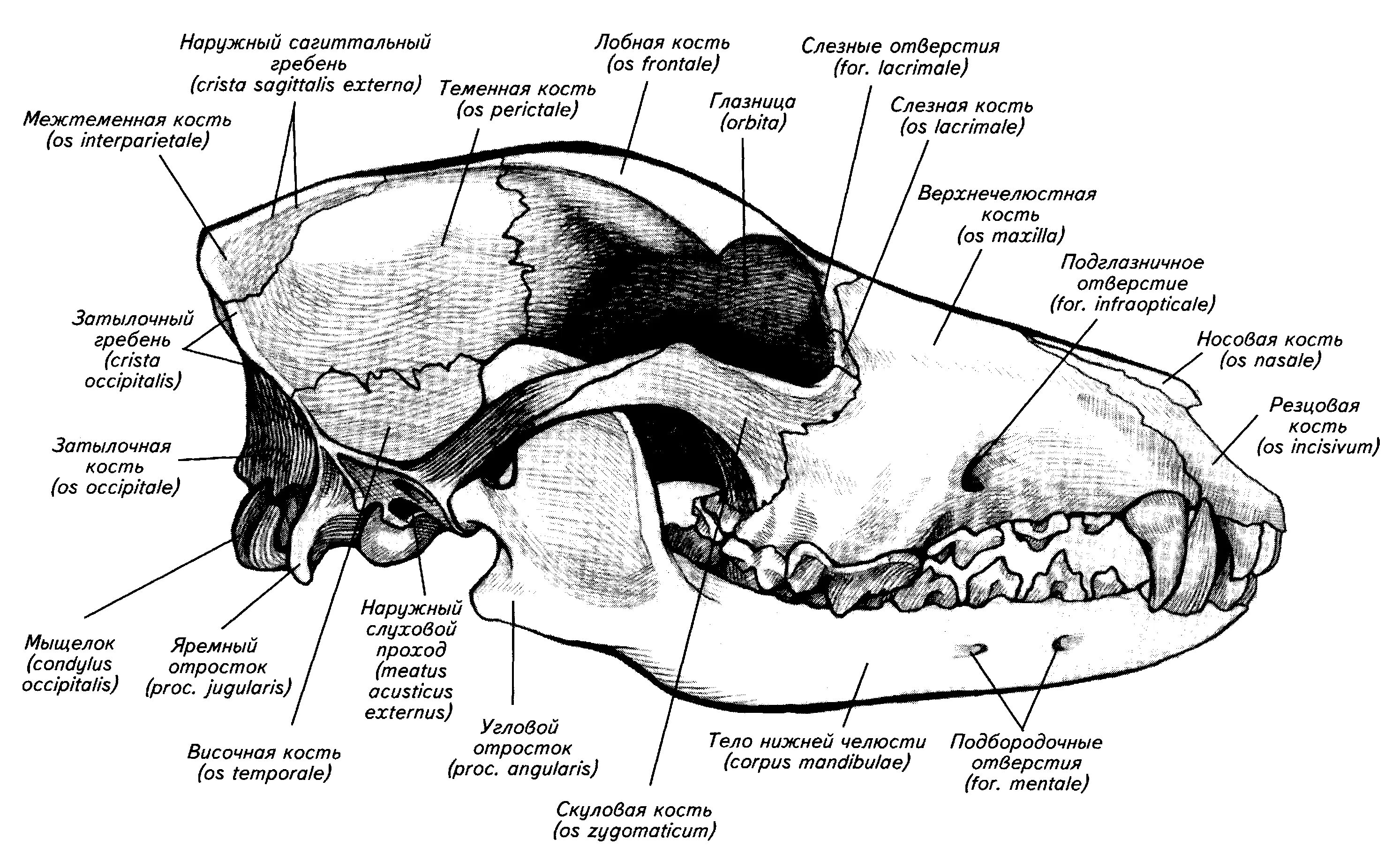 Кости мозгового отдела черепа животных. Чешуйчатая кость череп собаки. Череп собаки название костей. Строение теменной кости у собаки.