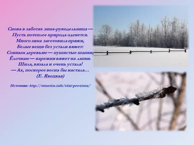 Как определить деревья зимой