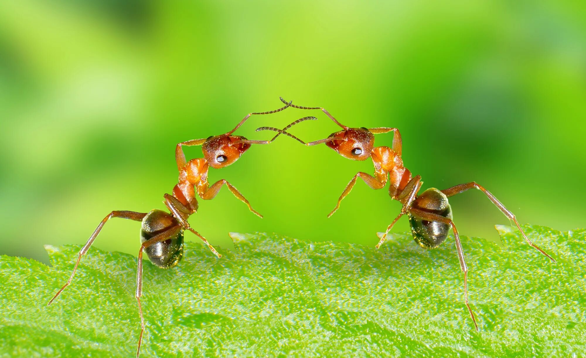 Ant что это