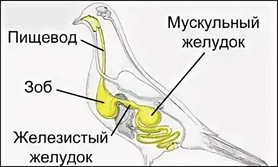 Мускульный желудок у птиц. Строение желудка птиц. Железистый и мускульный желудок у птиц. Мускульный желудок голубя.