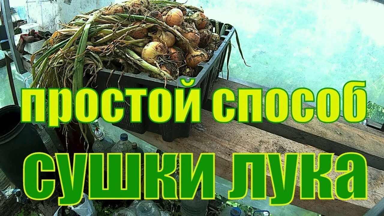 Как сушат лук с грядки на хранение. Как сушат лук с грядки на хранение