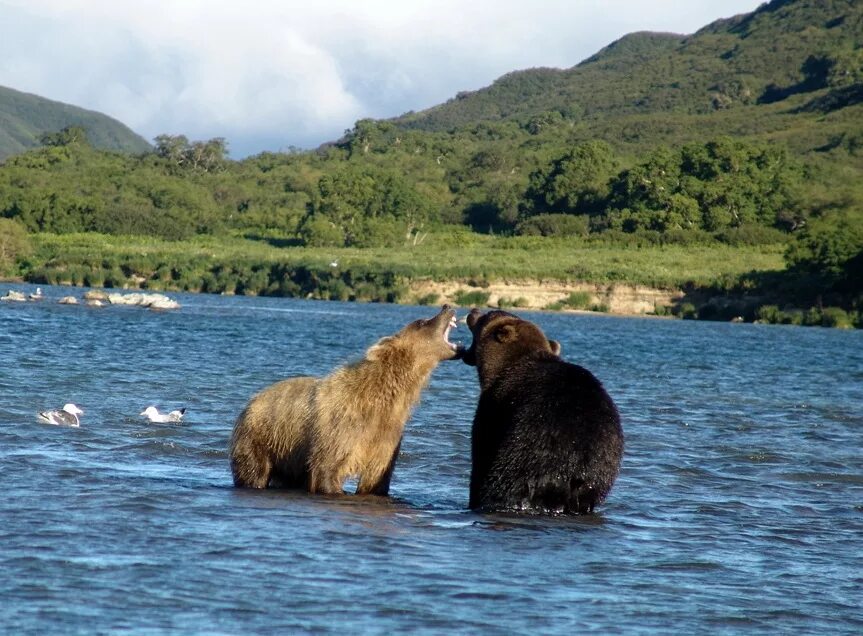 Остров Итуруп медведи. Курильские острова фауна. Медвежий остров Курильские острова. Дикие животные островов