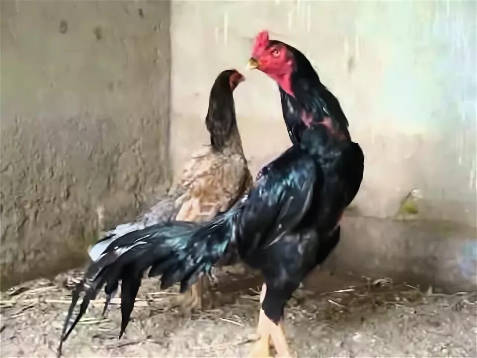 Азиль (порода кур). Шамо 2. Шамо курица. Шамо 2. Шамо 2.