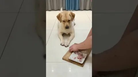 Скрыть собаку