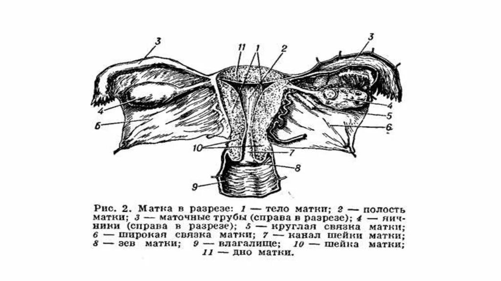 Внутреннее строение женских половых органов анатомия. Связки матки топографическая анатомия. Перешеек маточной трубы анатомия. Строение матки с придатками в разрезе. Женская внутренняя половая система