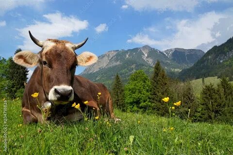 Liegt im