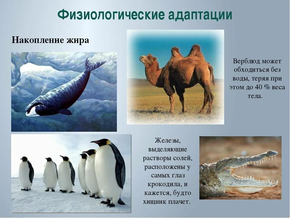 Адаптация животных. Физиологические адаптации накопление жира. физиологическая адаптация приспособленности. приспособленность организмов физиологическая адаптация. физиологическая адаптация у животных биология.