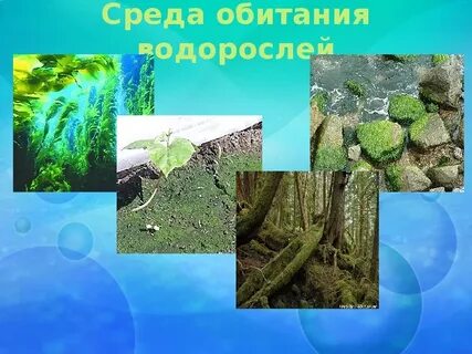 Среда жизни водорослей