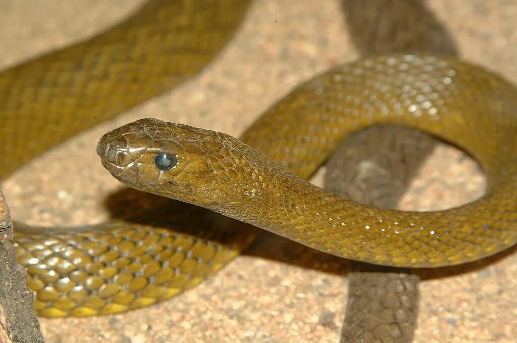 Гюрза змея. Тайпан (Oxyuranus scutellatus). Желтый полоз Сочи. (Oxyuranus microlepidotus) змея. Змеи в турции