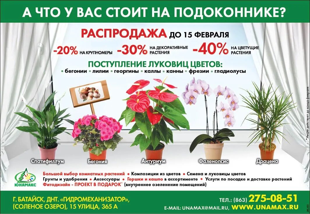 Поступление растений. Поступление горшечных растений машина. Авиапарк леруа мерлен. Акция на хвойные растения. Поступление растений.