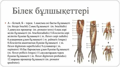 Ер адам шалқасынан жатқан адамды трахает