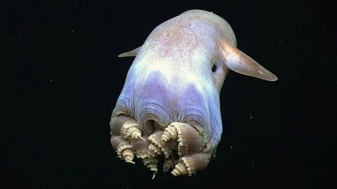 Новое морское животное