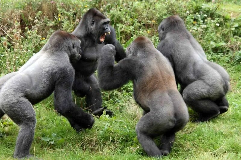 Самка гоняет самца. Сильвербэк горилла. Горилла, самка. Самец горилла и самка горилла. Горилла и шимпанзе.