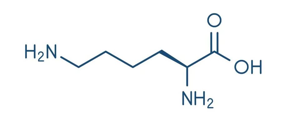 L amino acid