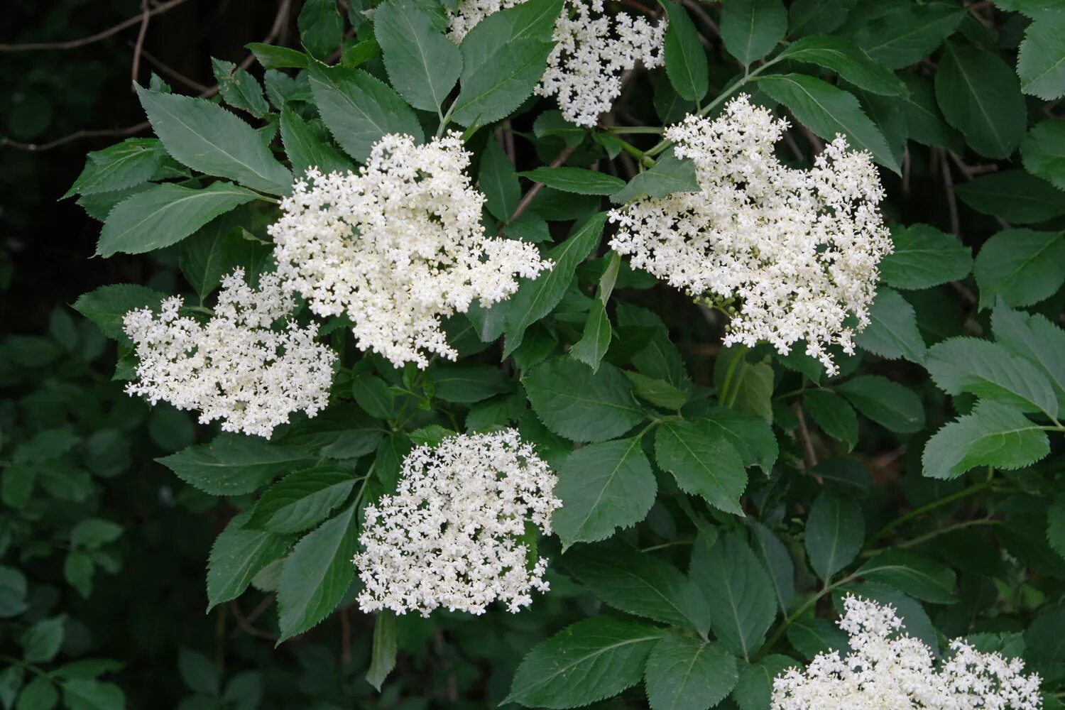 Кустарник с белыми цветами в крыму. Гортензия для презентации. Спирея иволистная. Цветущая спирея. Спирея розовая бумальда.