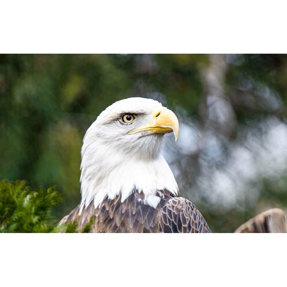 Орел халзан фото Российский Сервис Онлайн-Дневников Bald eagle, Birds of prey, Eagles