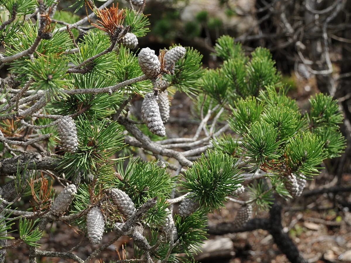 Pinus contorta. Pinus contorta (сосна скрученная широкохвойная). Pinus contorta шишка. Семейство сосновые Pinaceae. Сосновые порядок хвойные