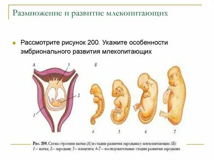 Класс млекопитающие развитие зародыша