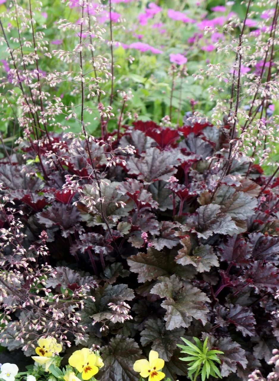 Гейхера латынь. Гейхера heuchera villosa. гейхера микранта. гейхера махаон.