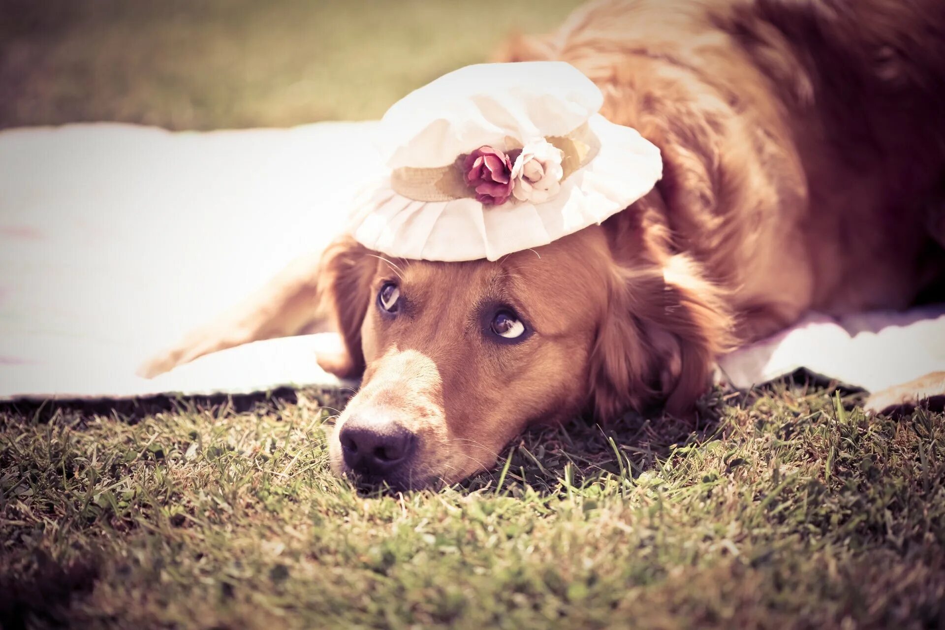 Пес шляпа. Красивые собаки. Лето животные. Обои с собаками. Собака лето.
