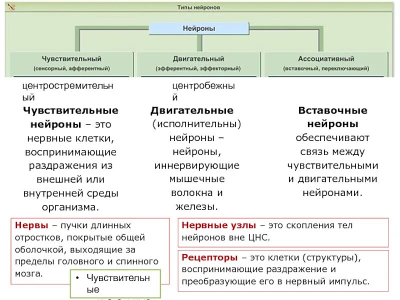 Преобразование раздражения в нервные импульсы