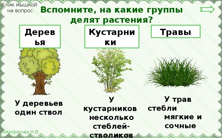 Три группы деревьев. Группы деревья кустарники травы. на какие группы делятся растения. дерево кустарник травянистое растение. группы растений кустарники деревья.