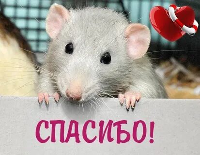 Скажи крыса