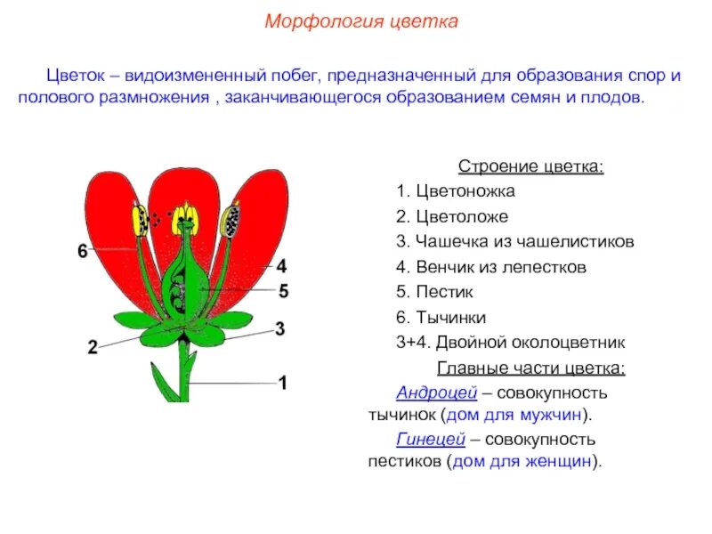 Тюльпан разбор 1. Цветок околоцветник генеративные органы. Строение цветка цветоложе. Морфологическое строение цветочных растений. Морфологическое строение цветка.