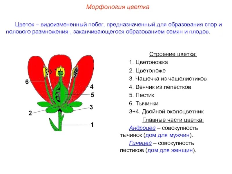 Как называется совокупность лепестков цветка. Строение цветка цветоложе. морфологическое строение цветочных растений. морфологическое строение цветка. цветок цветоложе околоцветник.