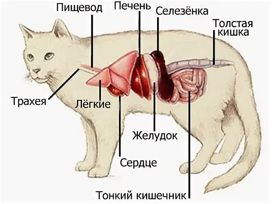 есть у кошки печень