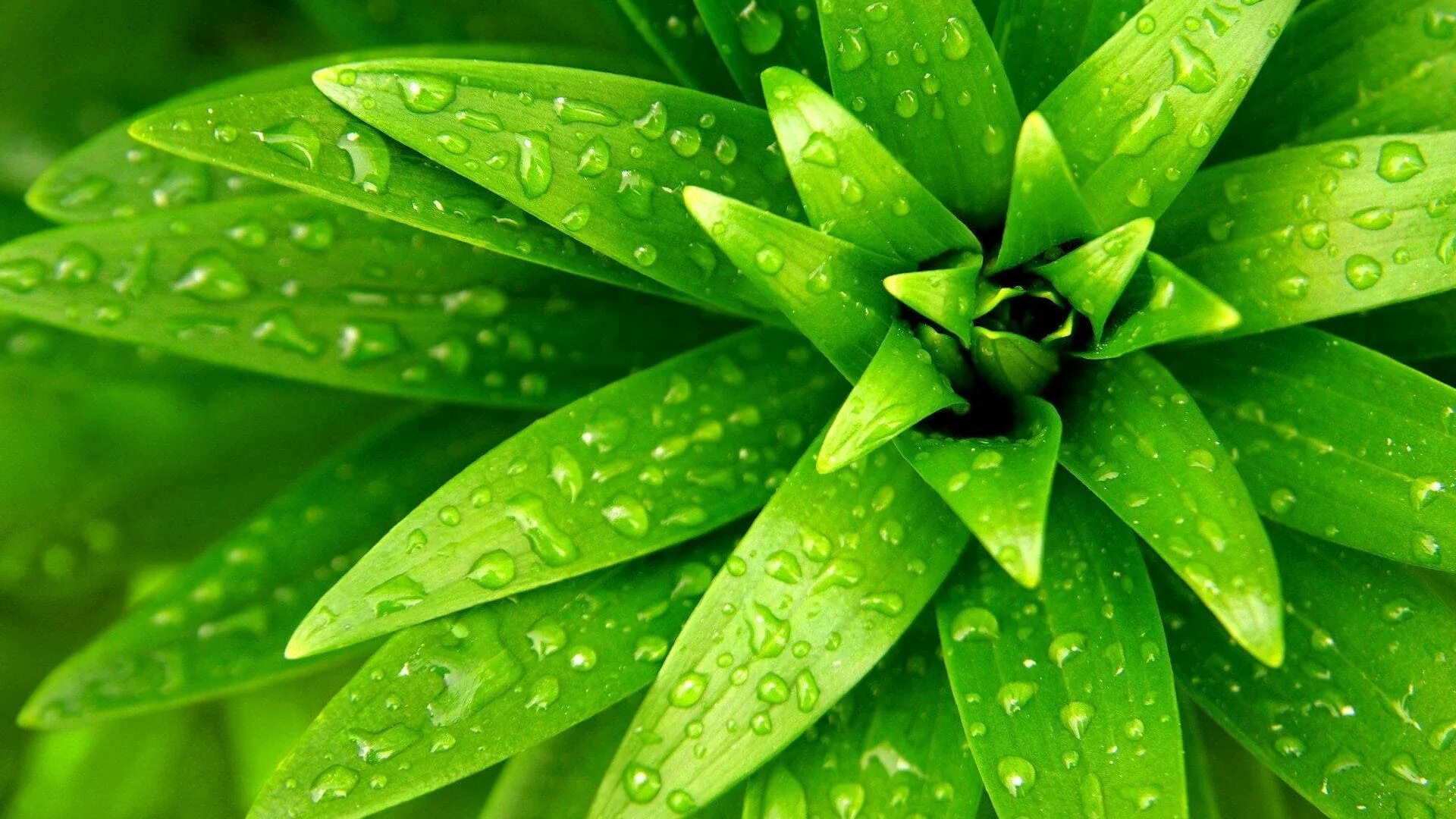 Greenery