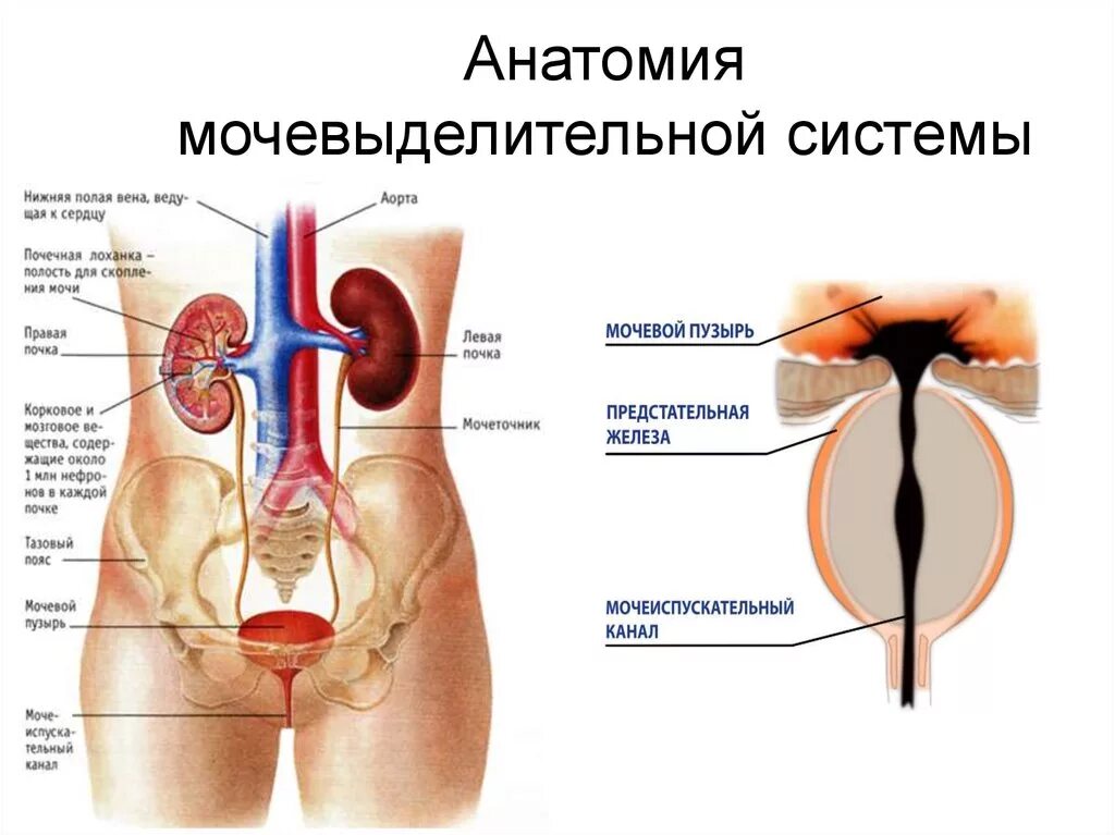 Мочевые органы мужчины. Строение мочеполовой системы. Мочеполовая система выделительная система. Анатомия органов мочевыделительная система. Строение мочевыделительной системы анатомия.