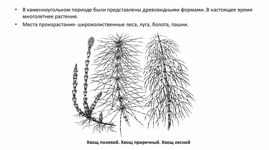 Какое строение имеет хвощ. Хвощ полевой систематика. споры хвоща лесного.