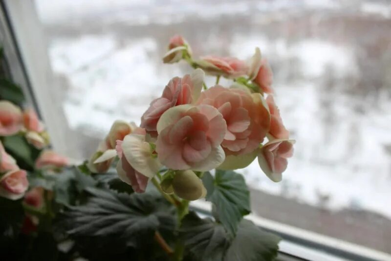 Winter begonia