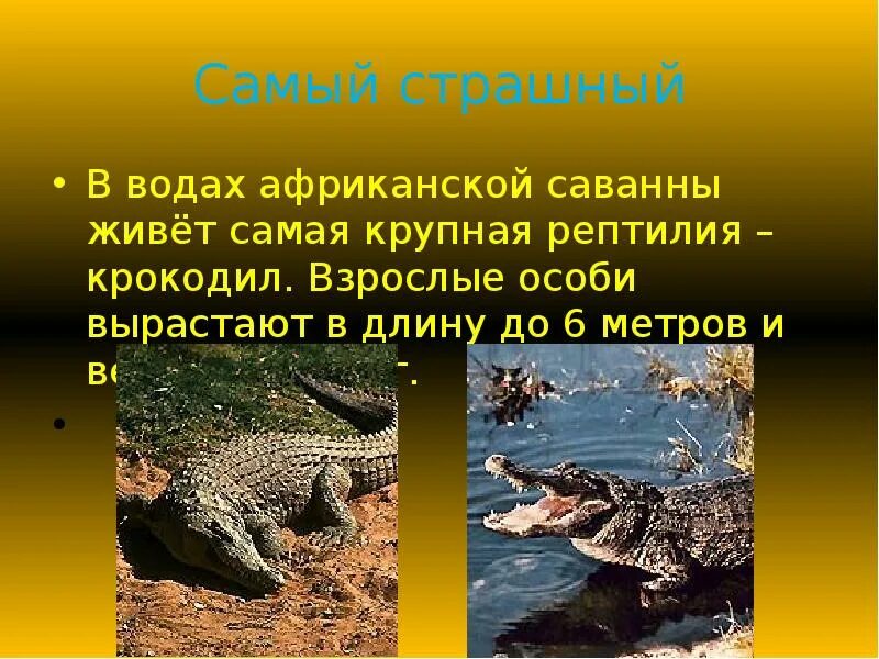 Почему крокодилы не живут в саванне. Описание крокодилов. Крокодил в саванне. Нильский крокодил. Джунгли реки амазонка крокодилы.