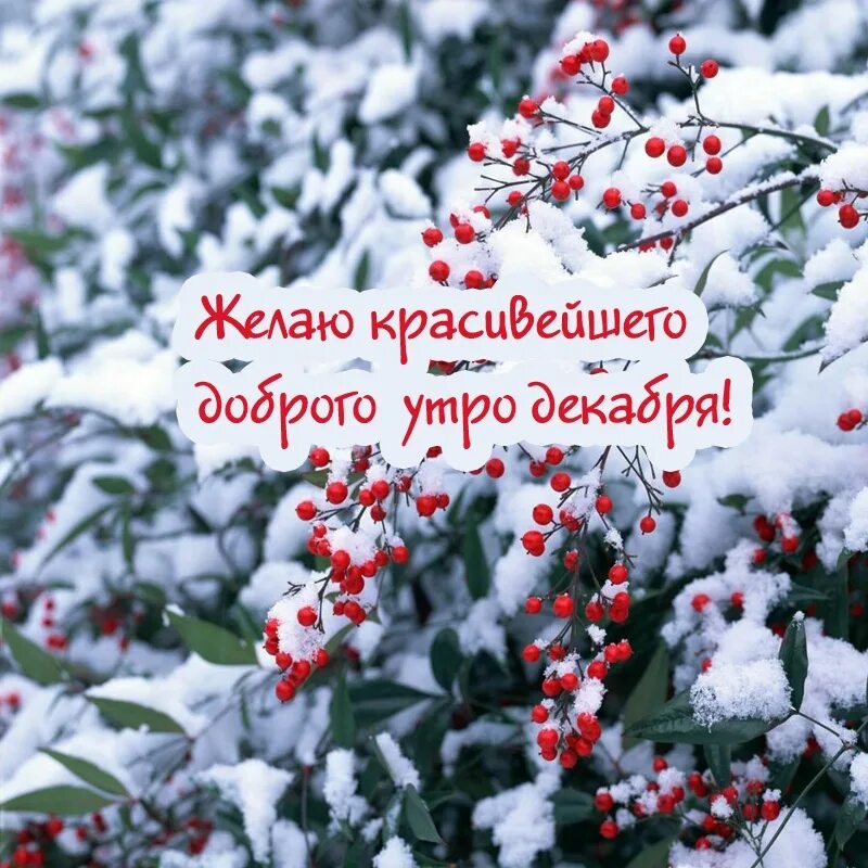 Утро первого декабря. Доброе утро декабря. Доброе декабрьское утро. С добрым декабрьским утром. Декабрь картинки.