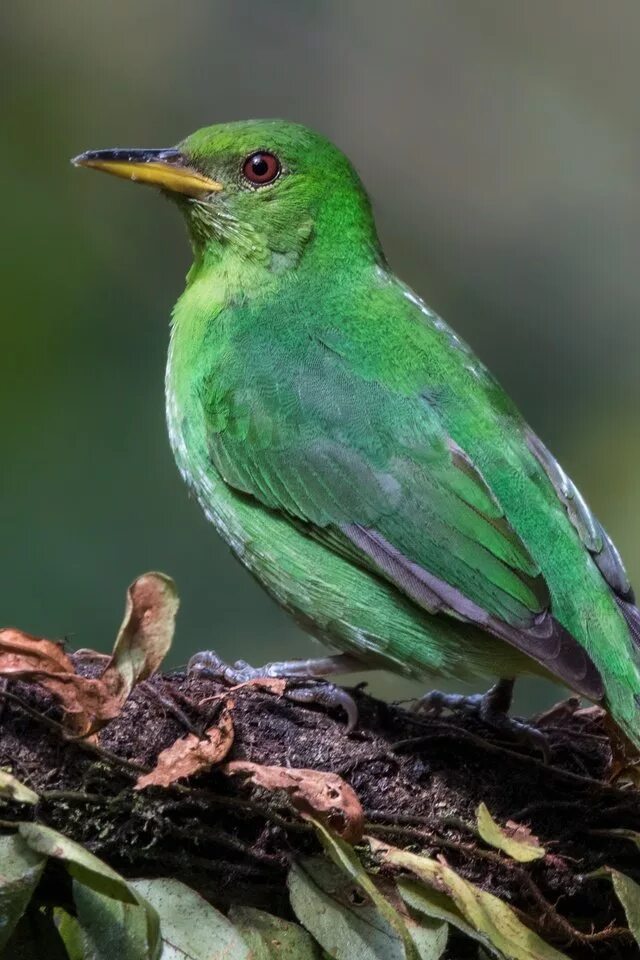 Зеленая птичка название. Зелёный САИ птица танагровых. Салатовая птица. Птица салатового цвета. Птица зелёного цвета.